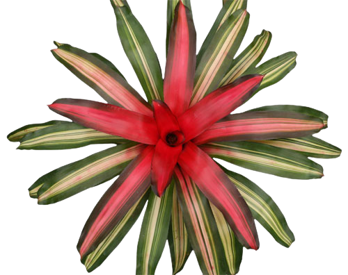 Tricolor